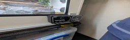 Rat Snake reptiles for sale: Russian rat snake female  in Andover - Advert 7