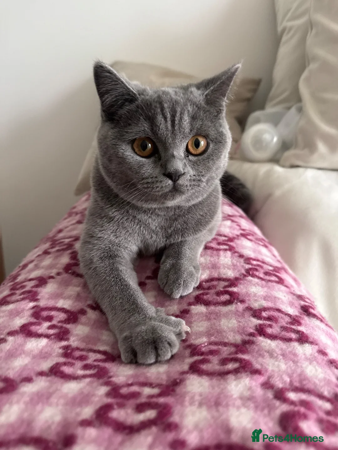 British Shorthair cats for sale: British Short Hair x Ragdoll Kittens - Advert 1