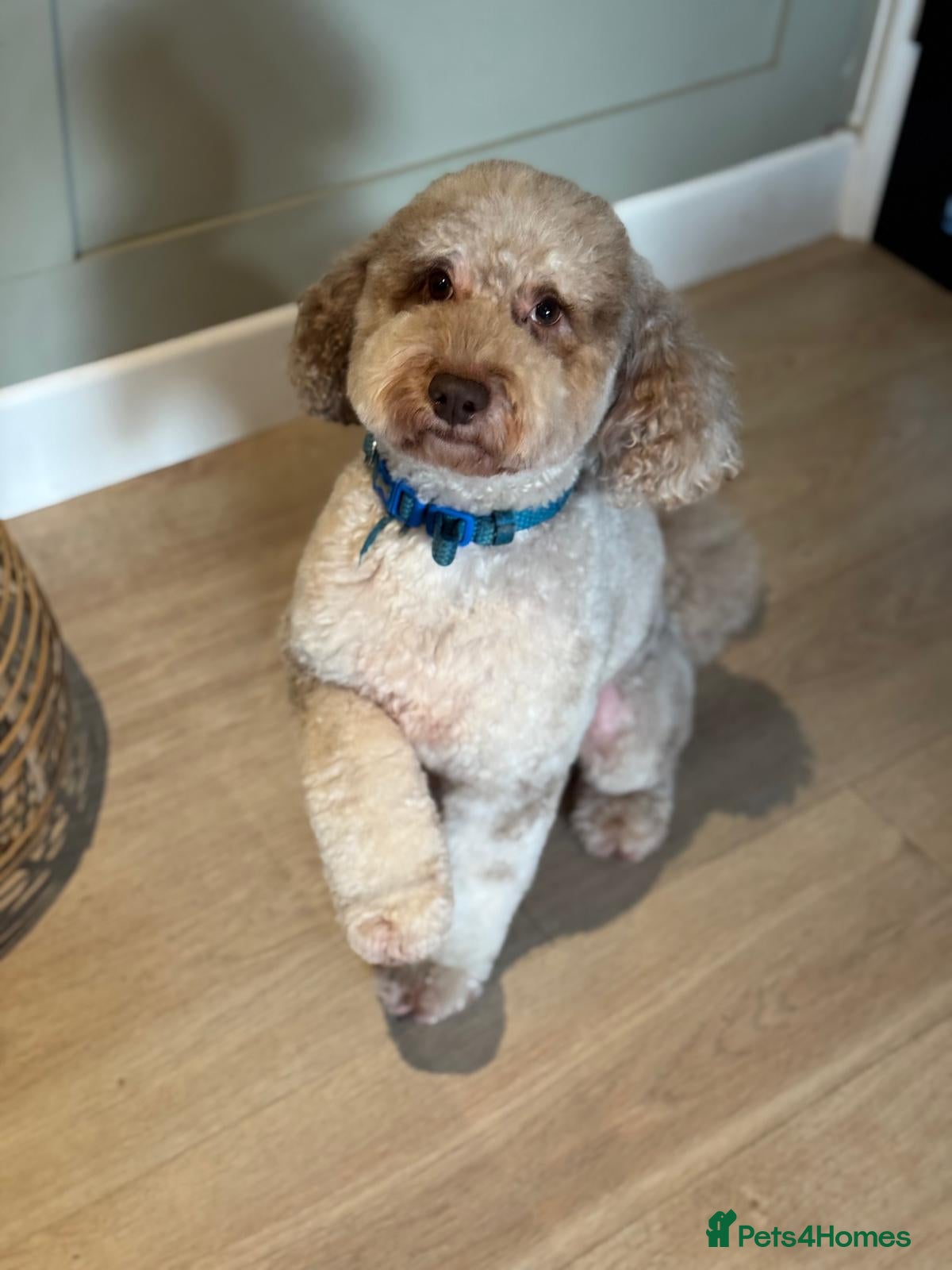 Miniature Poodle dogs Chocolate Merle Miniature Poodle for stud - Advert 1