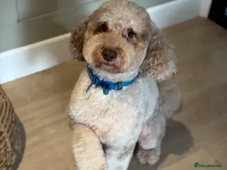 Miniature Poodle dogs Chocolate Merle Miniature Poodle for stud - Advert 2