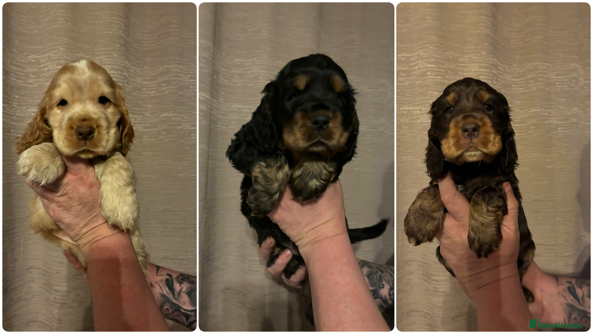 Cocker Spaniel dogs Show type cocker spaniel puppies  - Advert 18