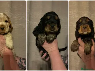 Cocker Spaniel dogs Show type cocker spaniel puppies - Advert 18