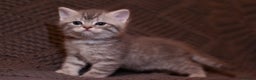 Scottish Fold cats for sale: Gorgeous Scottish Fold and straight kittens - Advert 17