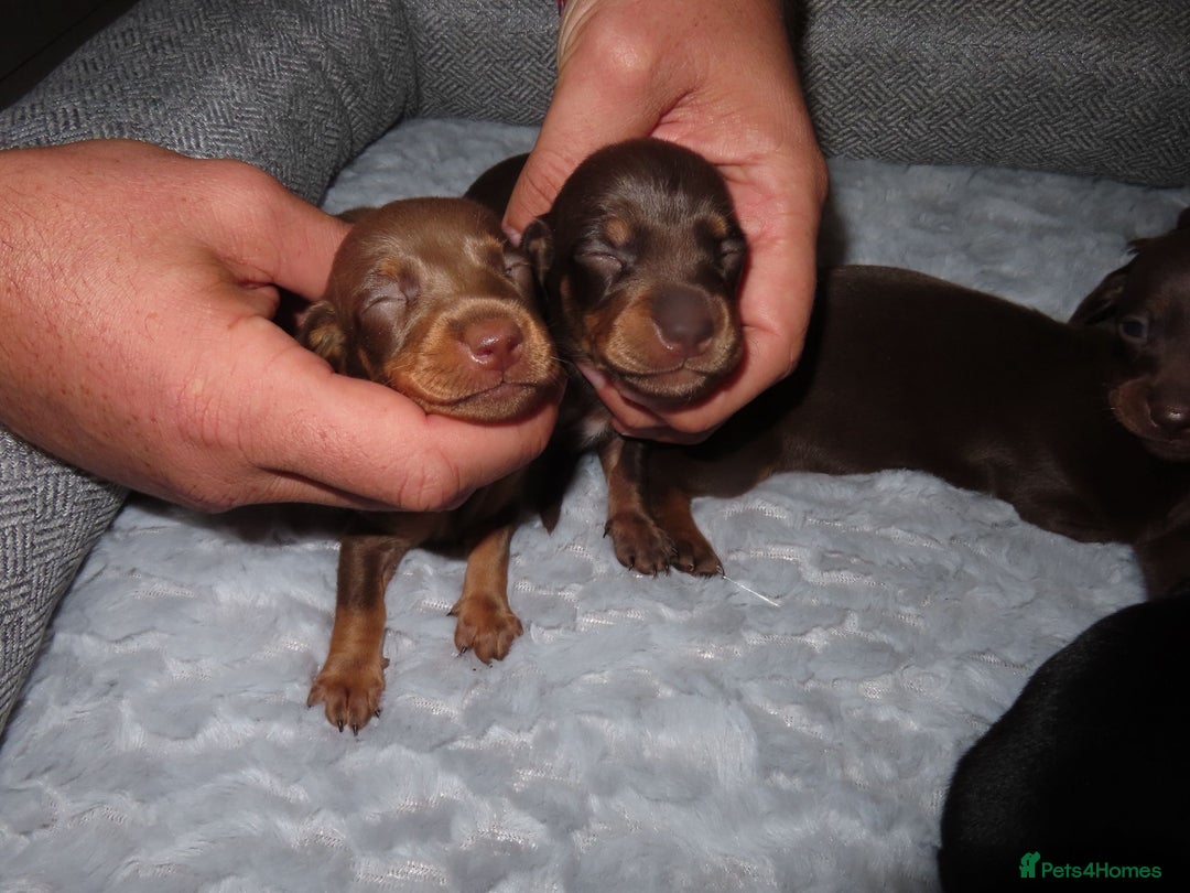 Dachshund dogs for sale: Dachshunds - Image 4