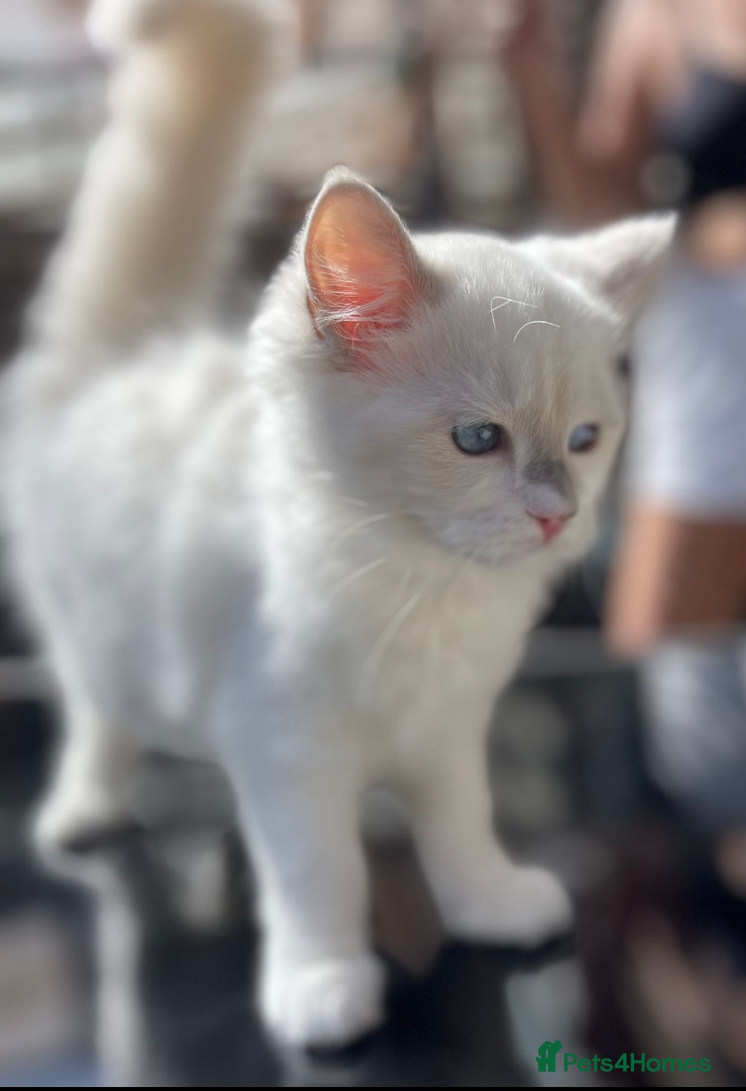 Ragdoll cats for sale: Last girl - Beautiful Pedigree Ragdoll kitten - Image 6