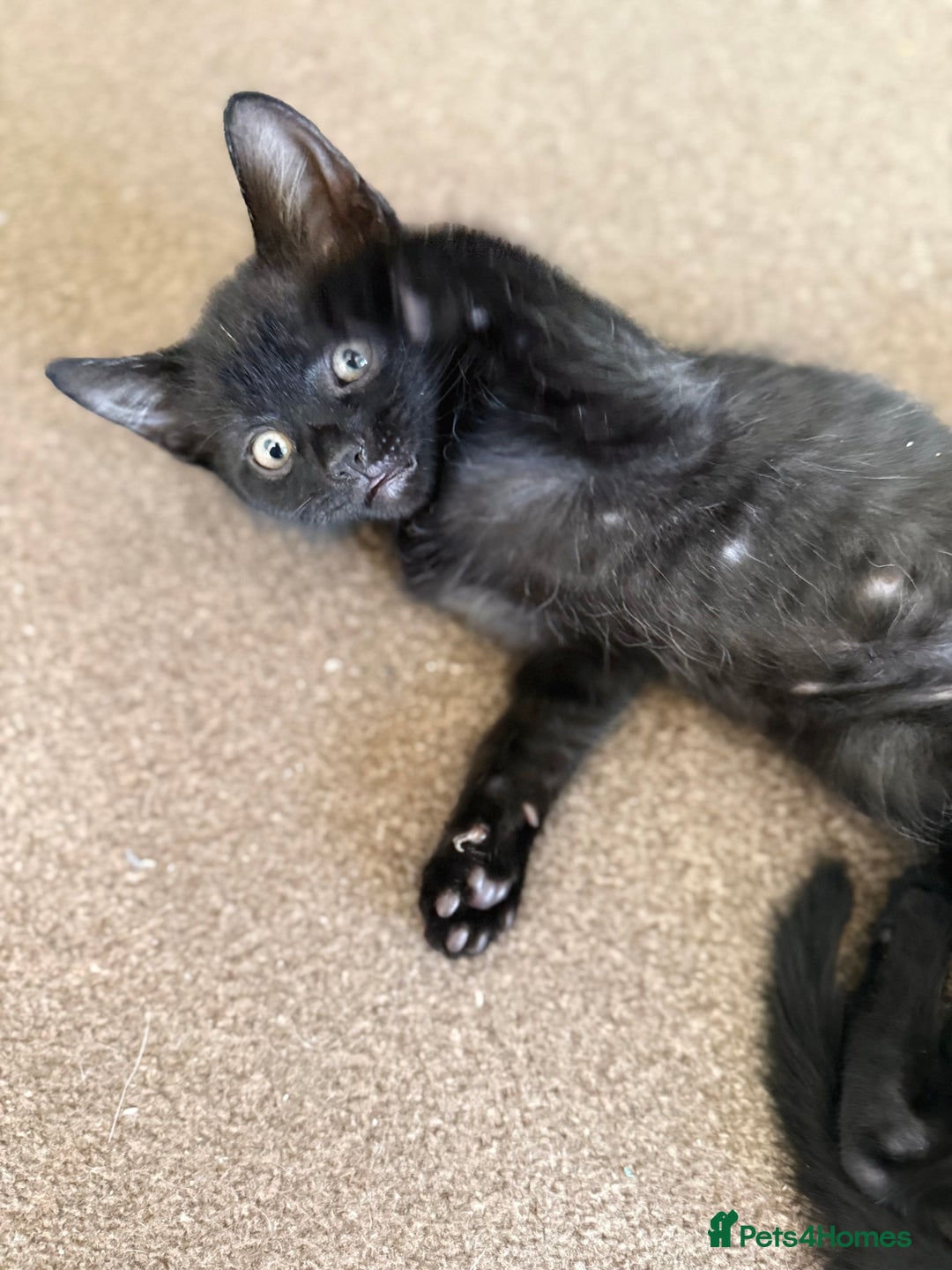 Mixed Breed cats for sale: 🐾 Adorable boy & girl 🐾 - Image 26