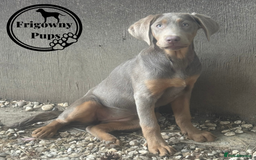 Labrador Retriever dogs for sale:  Stunning Silver Labradors Available  - Image 2