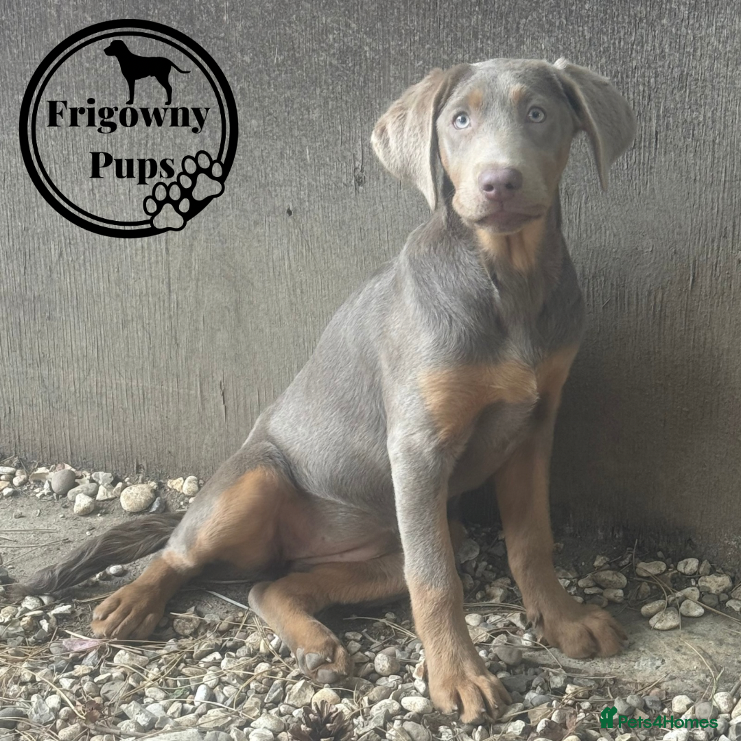 Labrador Retriever dogs for sale:  Stunning Silver Labradors Available  - Image 2