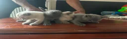 Scottish Fold cats for sale: Scottish fold cross British short hair  - Advert 3