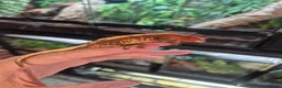 Gecko reptiles for sale: Crested geckos - Advert 6