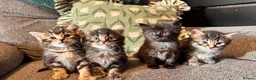 Mixed Breed cats for sale: Stunning kittens 🐈‍⬛ - Advert 1