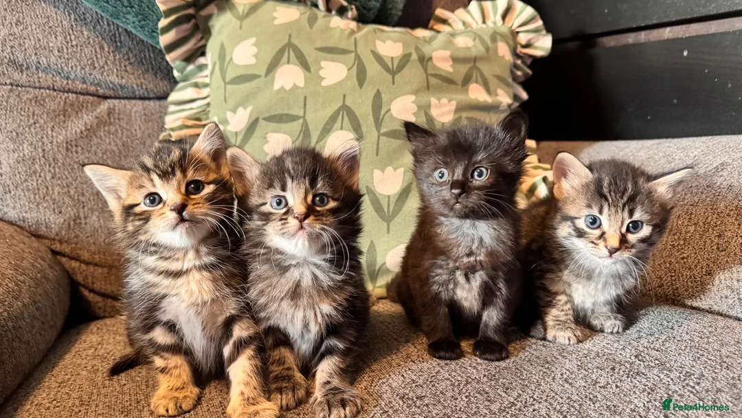 Mixed Breed cats for sale: Stunning kittens 🐈‍⬛ - Advert 1