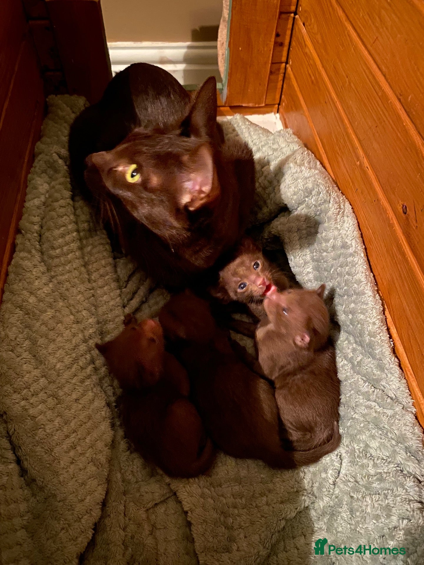 Suffolk cats for sale: Suffolk Chocolate Female Kittens - Advert 15