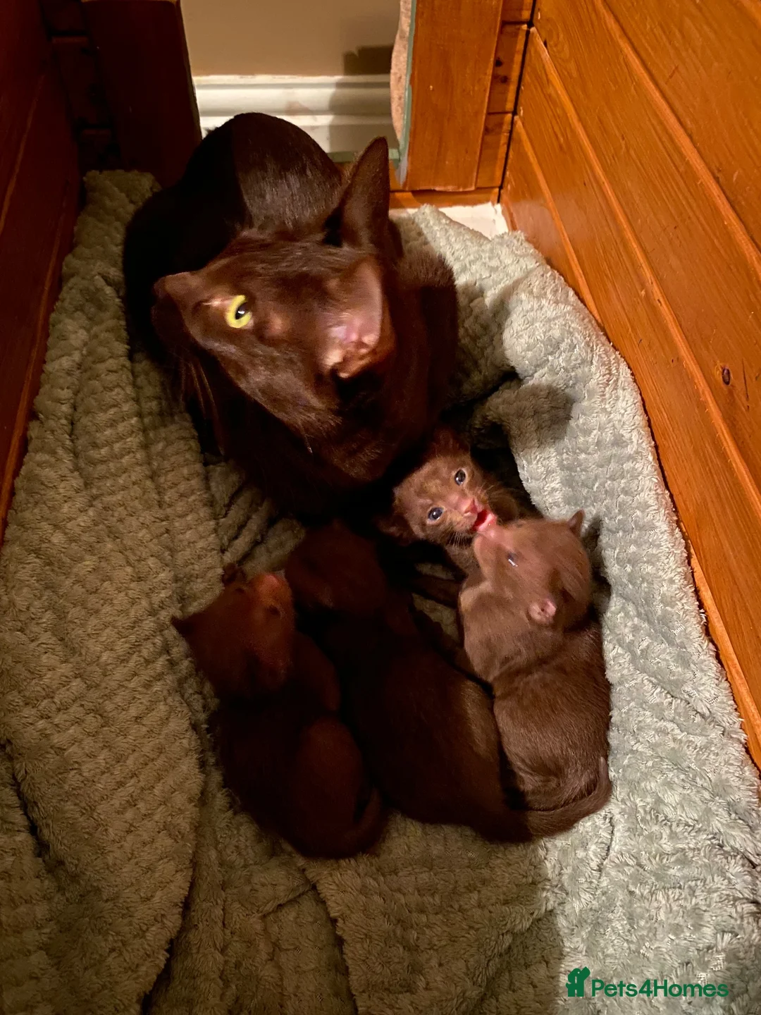 Suffolk cats for sale: Suffolk Chocolate Female Kittens - Advert 1