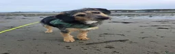 Mixed Breed dogs for adoption: ☀️ISLE OF MAN’S LITTLE RAY OF SUNSHINE ☀️  in Worcester - Advert 9