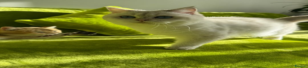 British Longhair Kitten 2