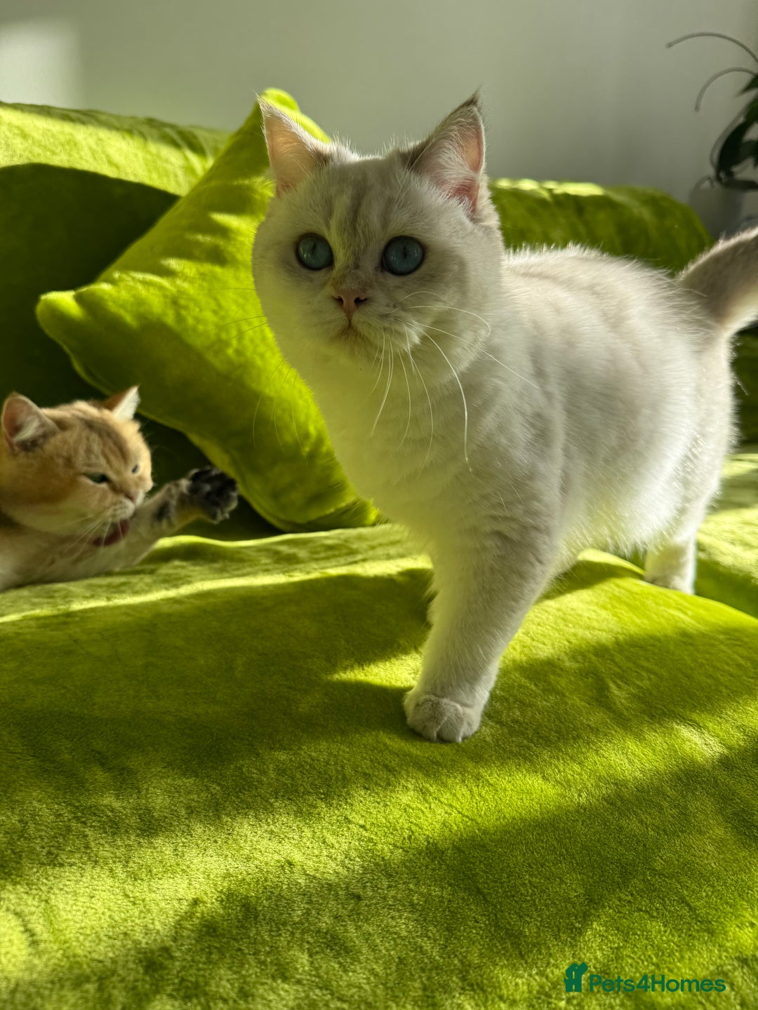 British Longhair cats for sale: British Longhair and Shorthair kittens for sale - Image 17