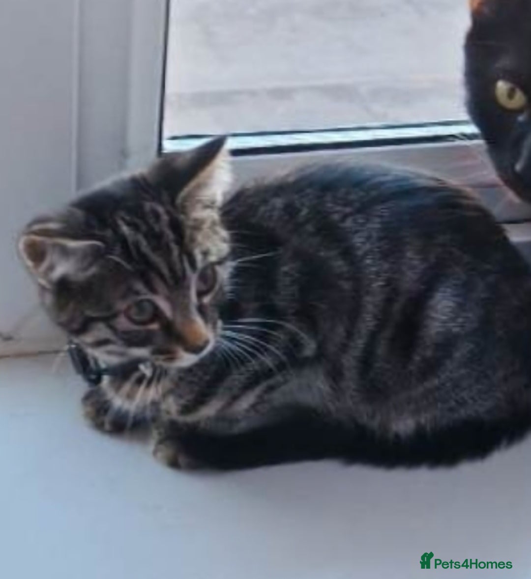 Mixed Breed cats for sale: Lilac & tabby kitten 2 left - Advert 1