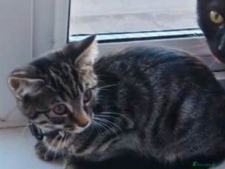 Mixed Breed cats Lilac & tabby kitten 2 left - Advert 2
