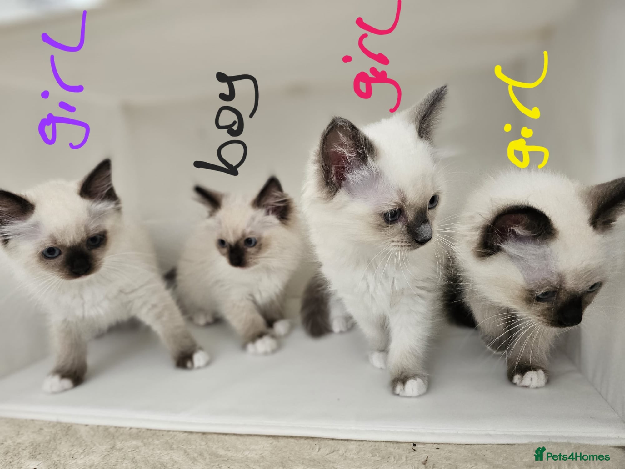Ragdoll cats Purebred beautiful ragdoll kittens  - Advert 1