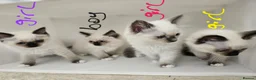 Ragdoll cats for sale: Purebred beautiful ragdoll kittens  - Advert 1