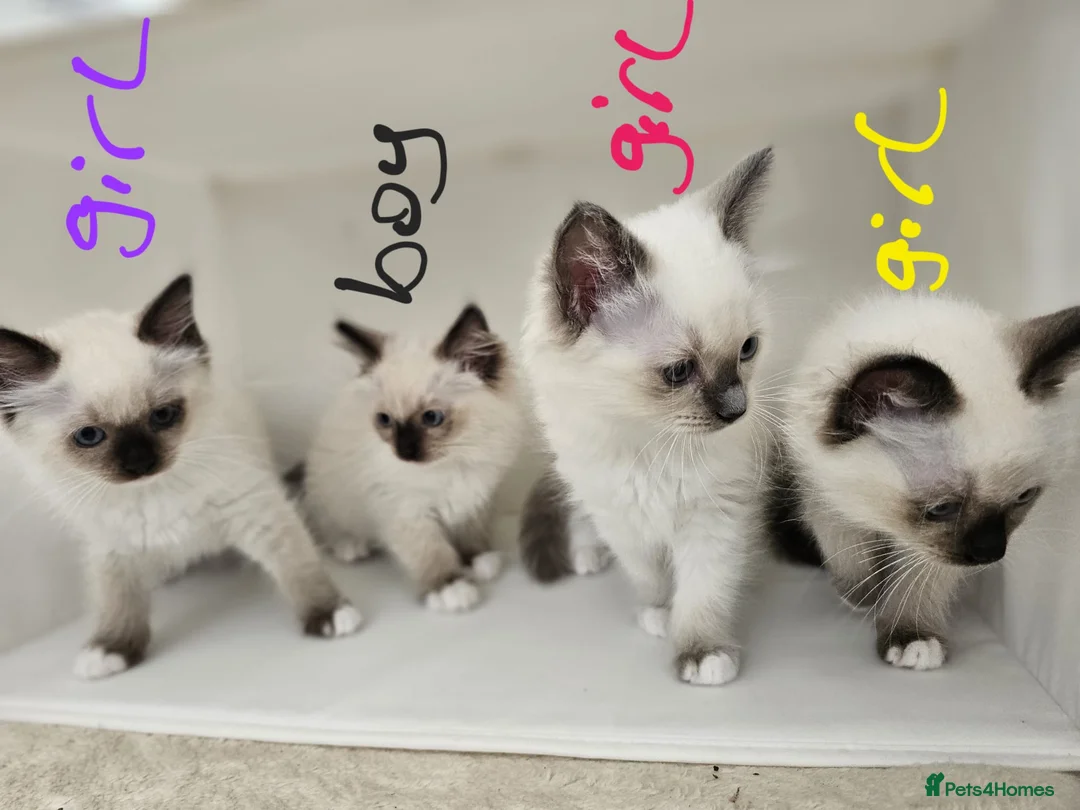 Ragdoll cats for sale: Purebred beautiful ragdoll kittens  - Advert 1