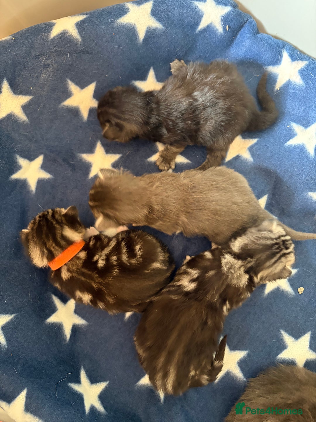 Maine Coon cats for sale: Last little girl - ready now - Advert 19