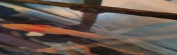 Catfish fish for sale: Golden albino Axolotls in Liverpool - Advert 4