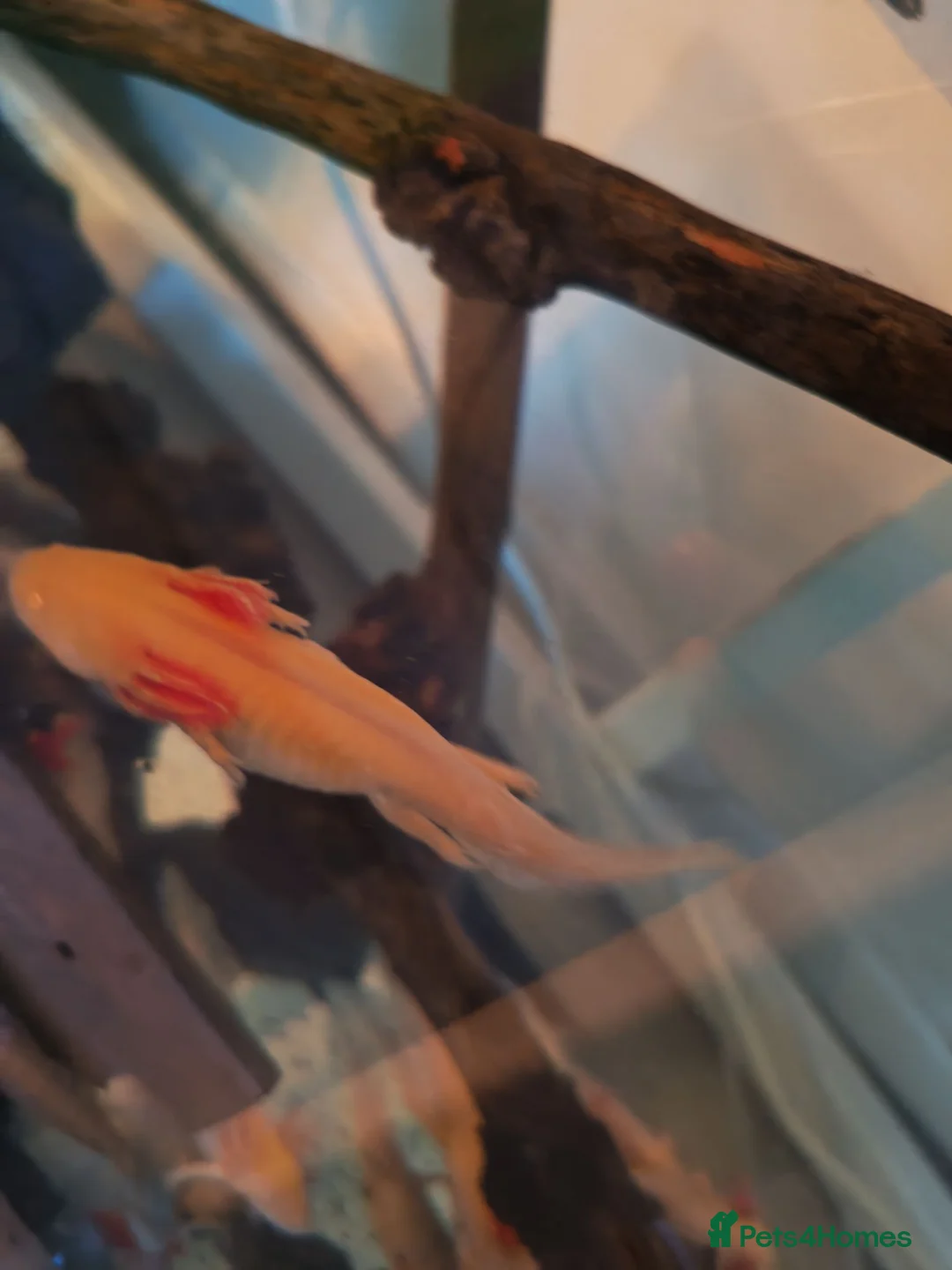 Catfish fish for sale: Golden albino Axolotls in Liverpool - Advert 4