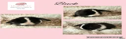 Mini Lop rabbits for sale: Pure bred mini lops  - Advert 7