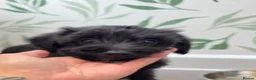 Mixed Breed dogs for sale: Toy Patterpoo - Advert 5