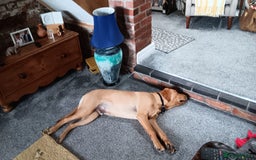 Labrador Retriever dogs for sale: Labrador - Image 4