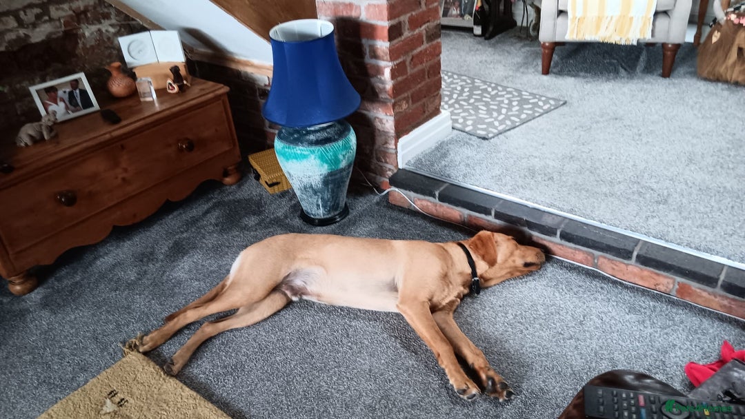 Labrador Retriever dogs for sale: Labrador - Image 4