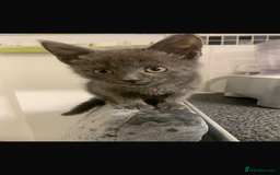 Domestic Shorthair cats for sale: Kittens ready  for forever home  - Image 4