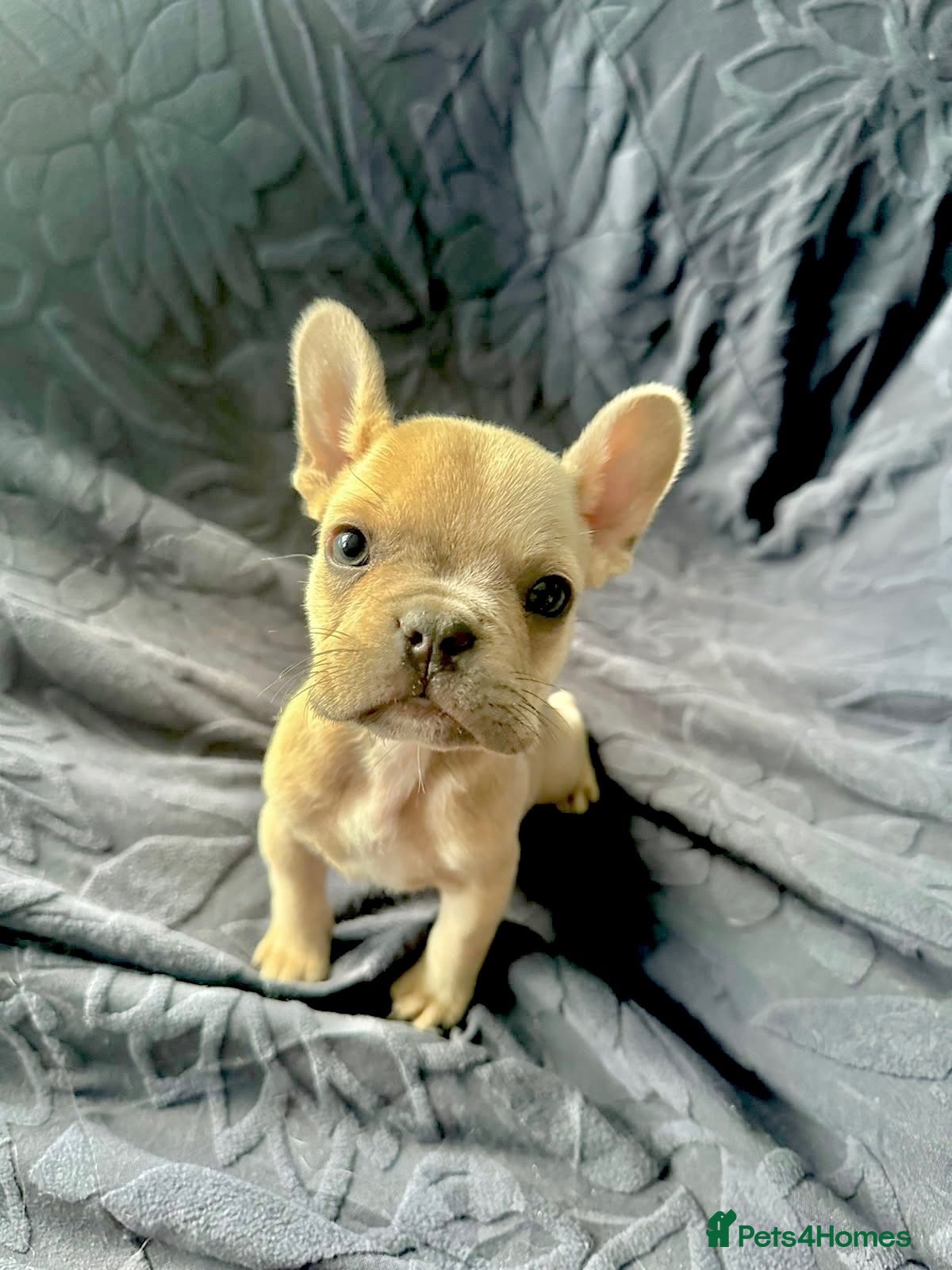 French Bulldog dogs French bulldog puppies  - Advert 2