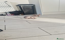 Sphynx cats for sale: Sphynx  - Image 3