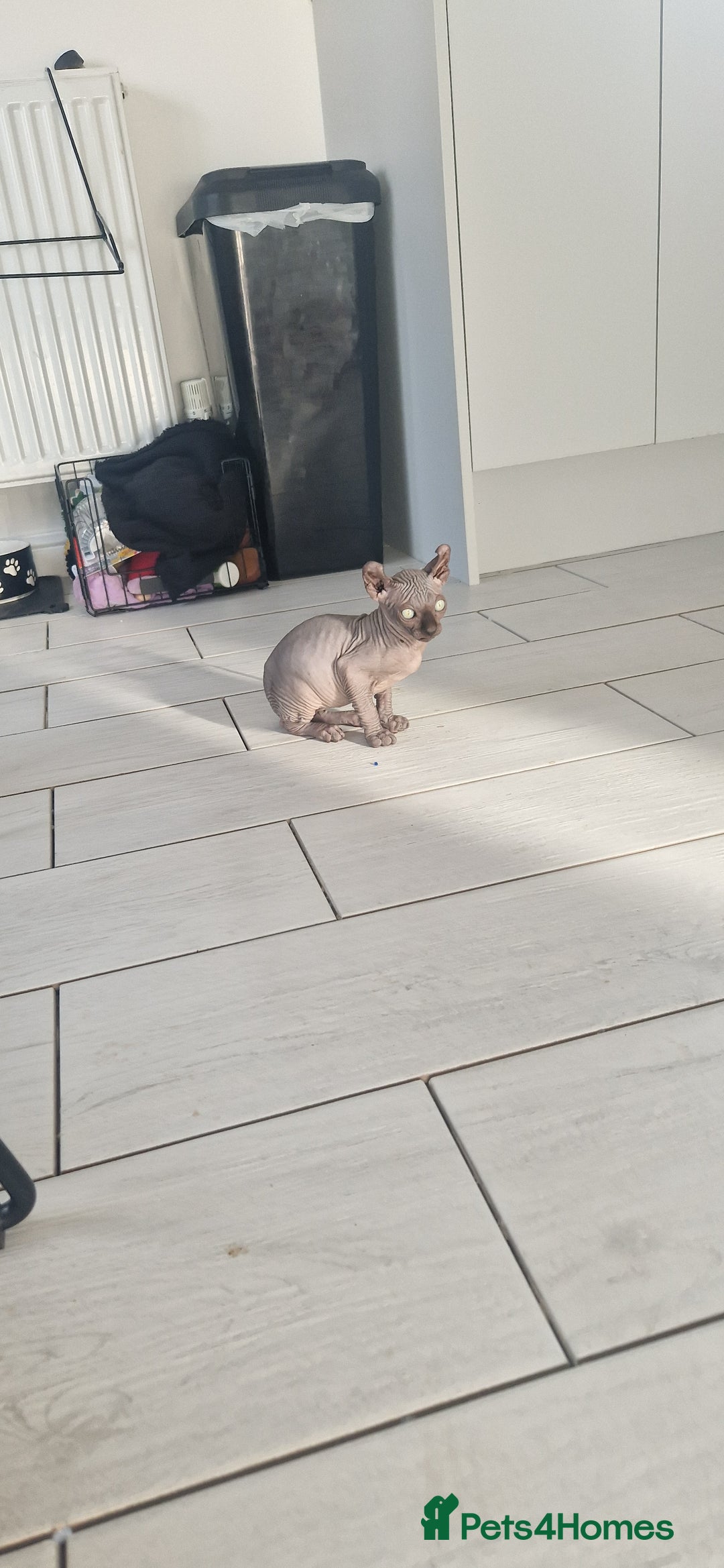 Sphynx cats for sale: Sphynx  - Image 3