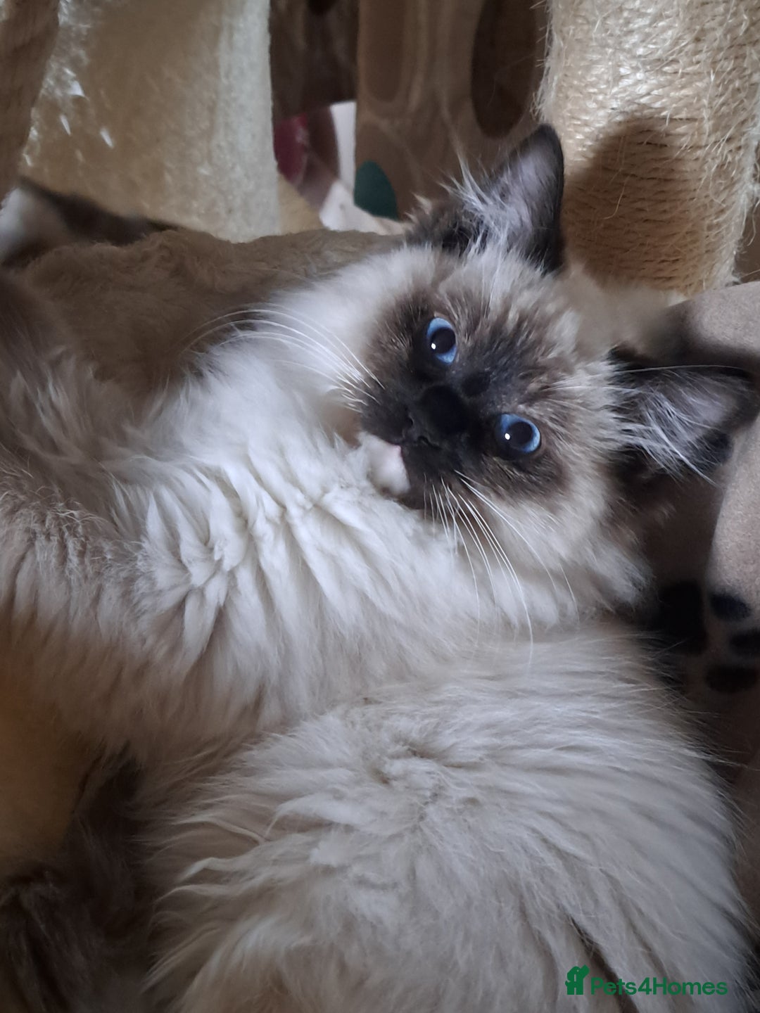 Ragdoll cats for sale: GCCF Reg. Ragdoll kittens Champion lines - Advert 5