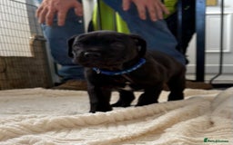 Mixed Breed dogs for sale: Cane Corso x boerboel  - Image 12