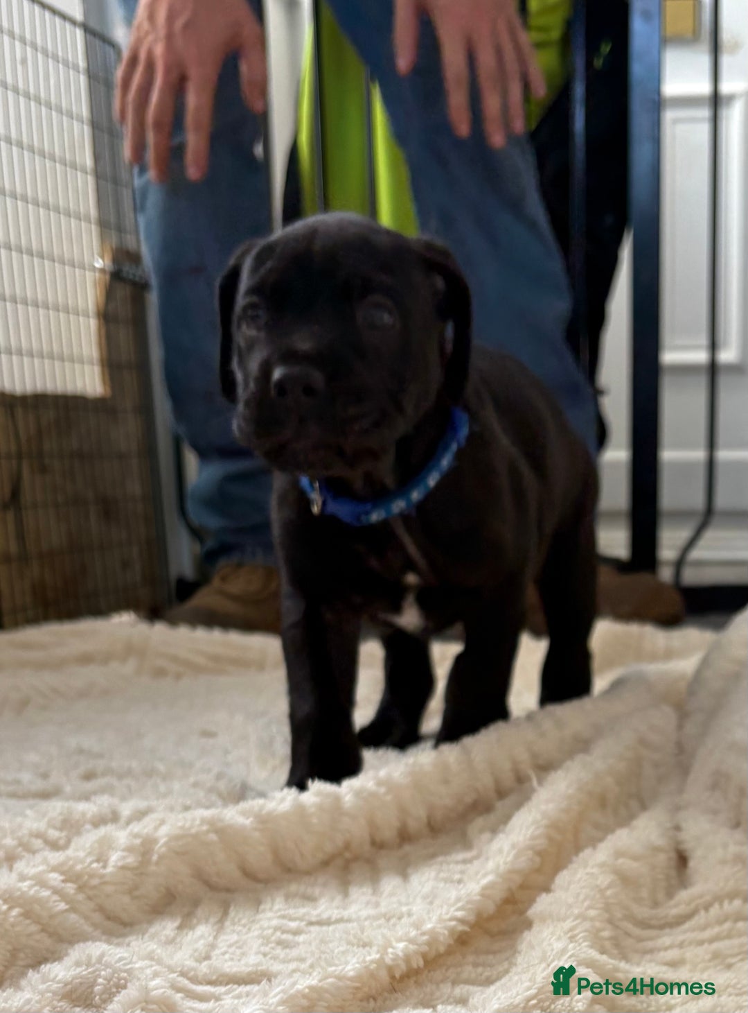 Mixed Breed dogs for sale: Cane Corso x boerboel  - Image 12