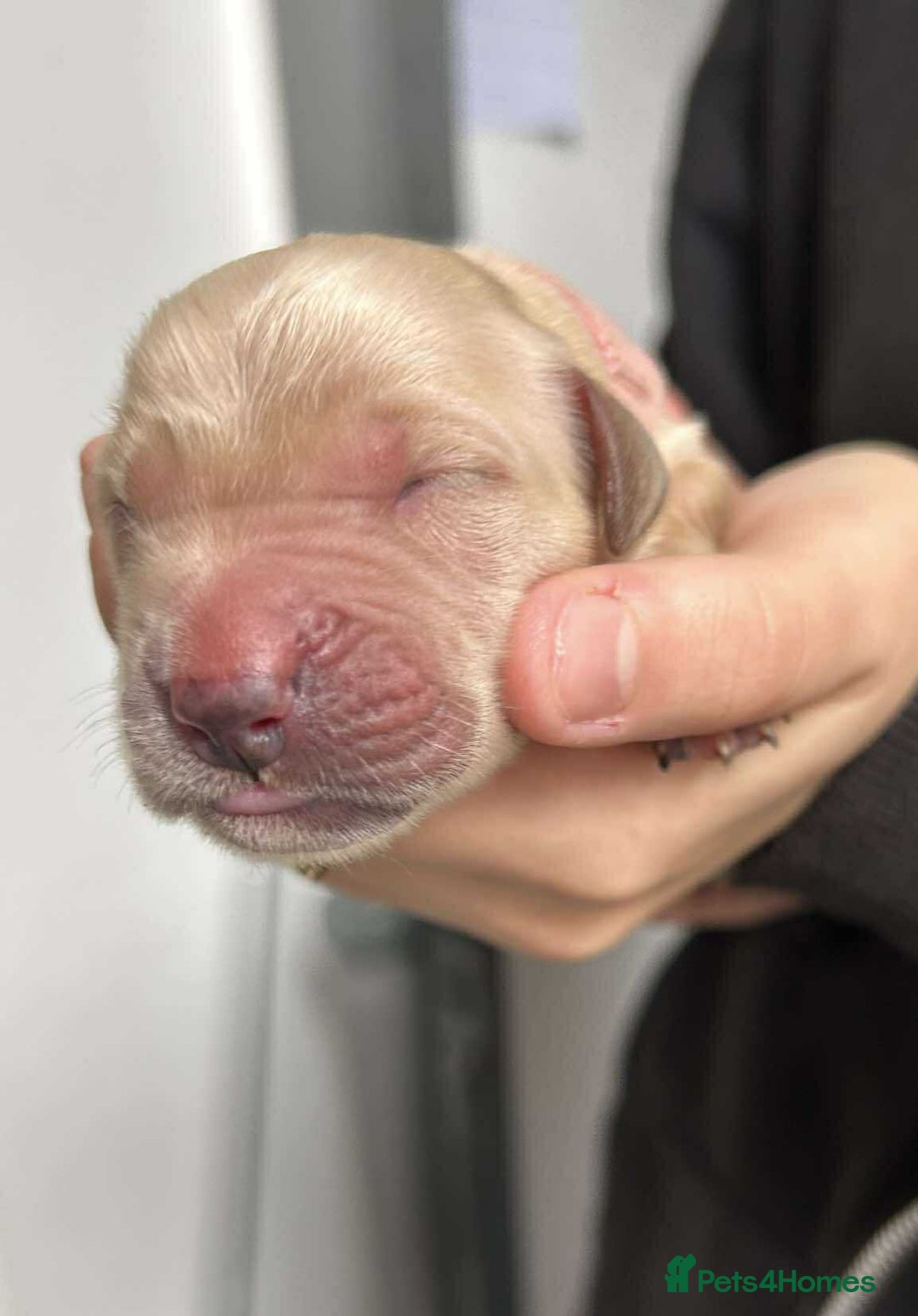 Golden Retriever dogs for sale: Gorgeous Golden Retriever Puppies!! - Image 12