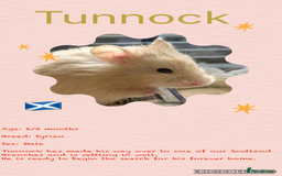 Hamster rodents for sale: Hamsters  - Image 2