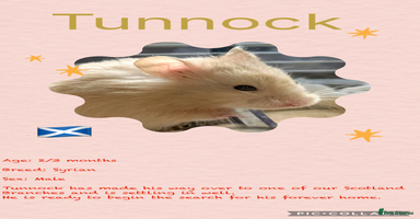 Hamster rodents - Advert 13