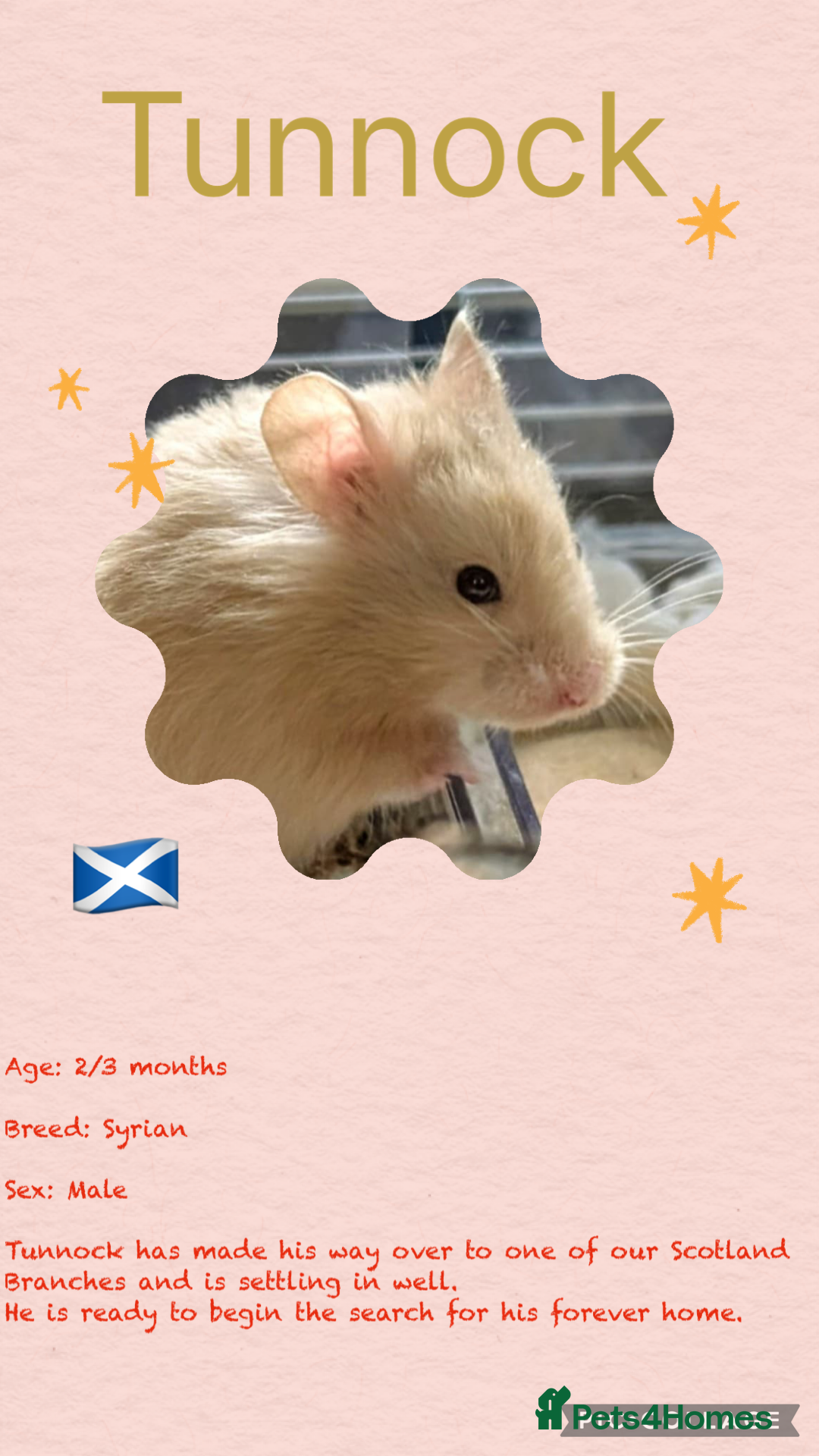 Hamster rodents for sale: Hamsters  - Image 2