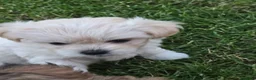 Mixed Breed dogs for sale: Long haired chihuahua x Bichon Frise  - Advert 7