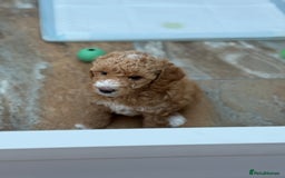 Poochon dogs for sale: 🐾 Adorable Mini Poochon Puppy – Milo 🐾 - Image 6