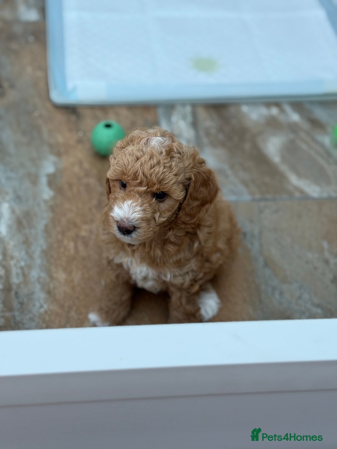 Poochon dogs for sale: 🐾 Adorable Mini Poochon Puppy – Milo 🐾 - Image 6