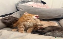Maine Coon cats for sale: Beautiful main coon kittens for sale  - Advert 11