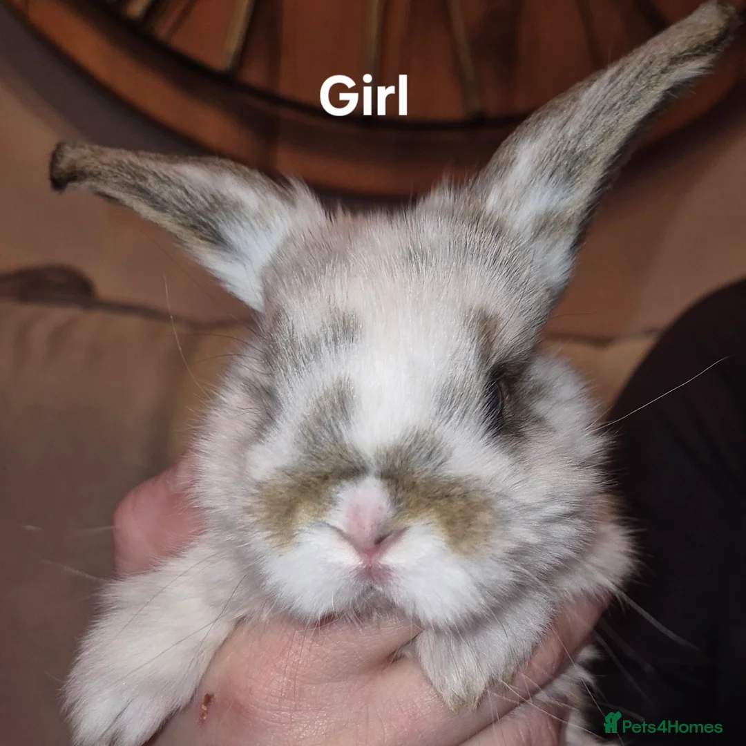 French Lop rabbits for sale: Beautiful French Lops - Advert 2