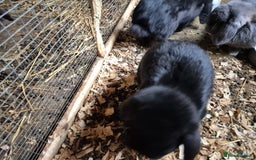 Mini Lop rabbits for sale: Mini Lop Rabbits - Image 6